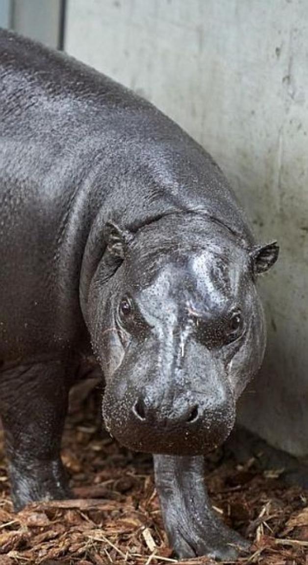 Randka w ciemno w łódzkim ZOO. Samica hipopotama karłowatego zamieszkała w łódzkim ogrodzie zoologicznym